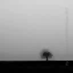 'Two Trees' in a higher resolution