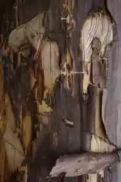 'Teary' in a higher resolution