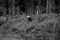 'Verwüsteter Wald' in a higher resolution
