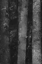 'Three Trees' in a higher resolution