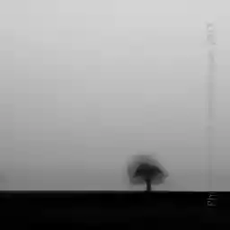 'Two Trees, One Photography' in a higher resolution