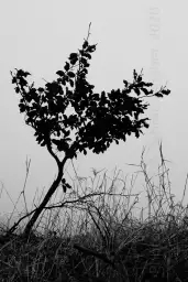 'Bäumchen im Nebel' in a higher resolution
