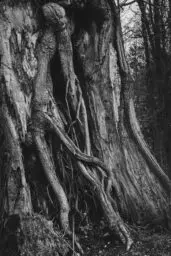 'Tree Creatures II' in a higher resolution